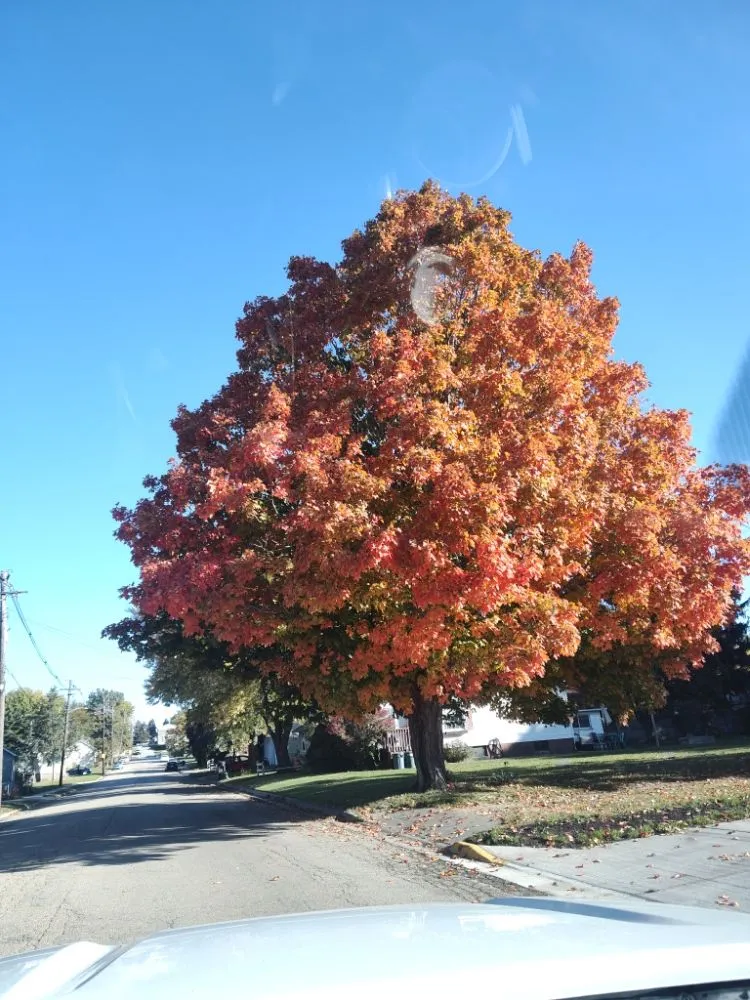 Professional landscape installation for year-round maintenance in Dade City, FL by Mowandfleet Express Service