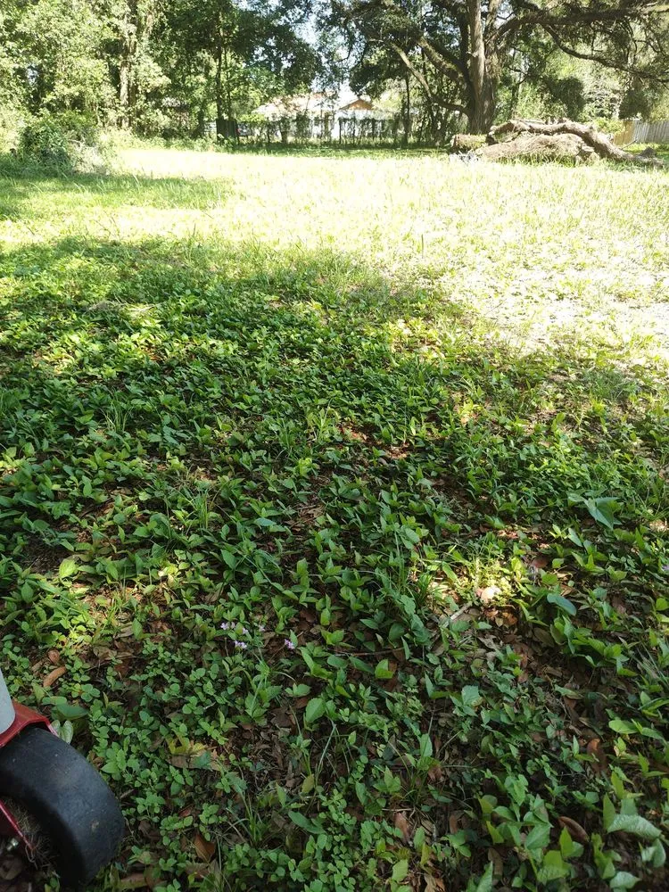 Custom lawn mowing service in Dade City, FL - Mowandfleet Express Service