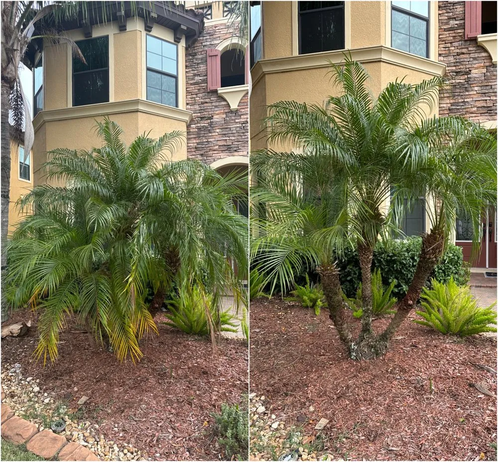 Top-rated yard cleanup service in Wesley Chapel, FL by Mowasis Lawn Care Services