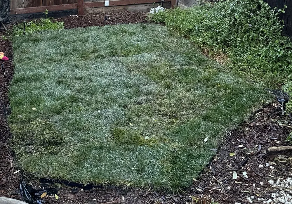 Affordable yard cleanup service for year-round maintenance in Turlock, CA by MowEdge Landscaping