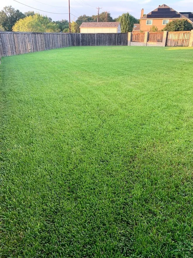 Top-rated lawn care service near you across San Antonio, TX - Mowego Lawn Care