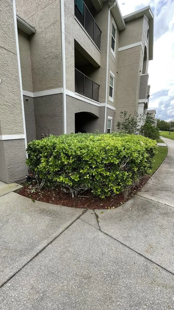 Reliable yard cleanup service experts serving Orlando, FL - Mower Men