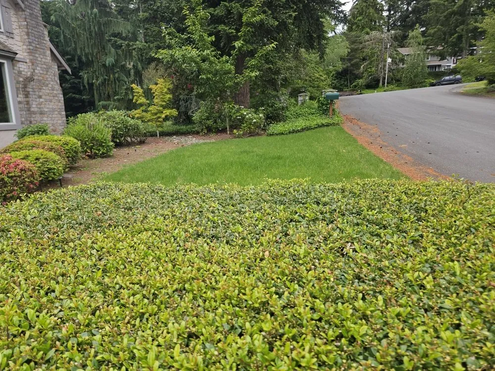 Affordable lawn mowing service for beautiful yards across Tacoma, WA - Mowers & Growers