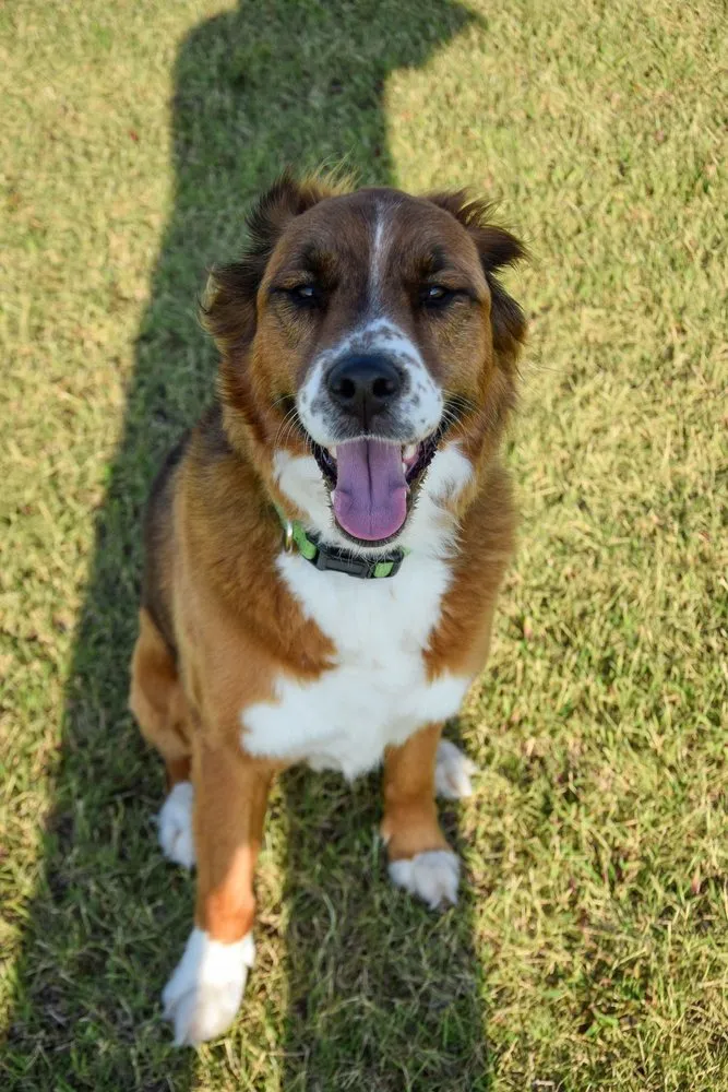 Affordable yard maintenance in Yukon, OK - Mowgistics