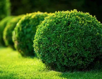 Local garden landscaping near you in Riverdale, GA by MowGoatz lawn service