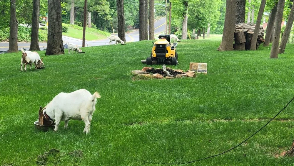 Reliable lawn mowing service for beautiful yards in Riverdale, GA by MowGoatz lawn service