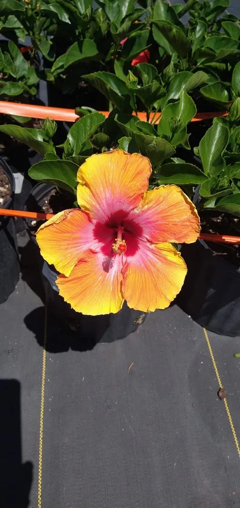 Local landscape design in Spring Hill, FL - Mowing America 