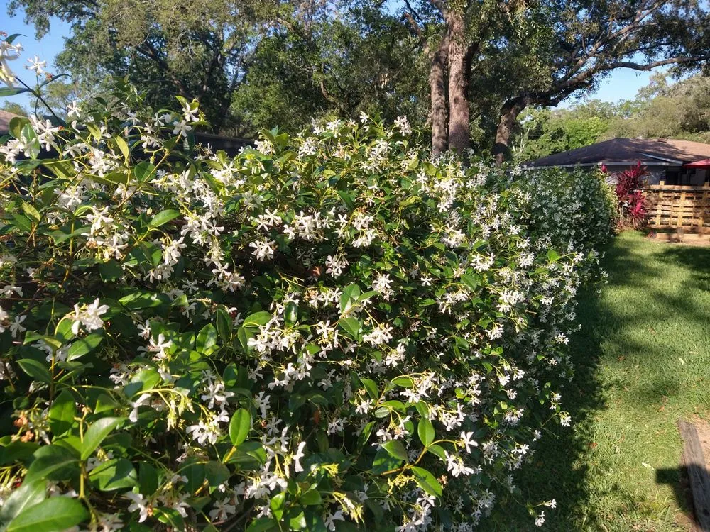 Reliable landscape installation for outdoor upgrades in Spring Hill, FL by Mowing America 