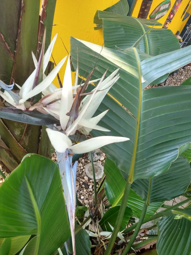 Affordable yard maintenance near you across Spring Hill, FL - Mowing America 