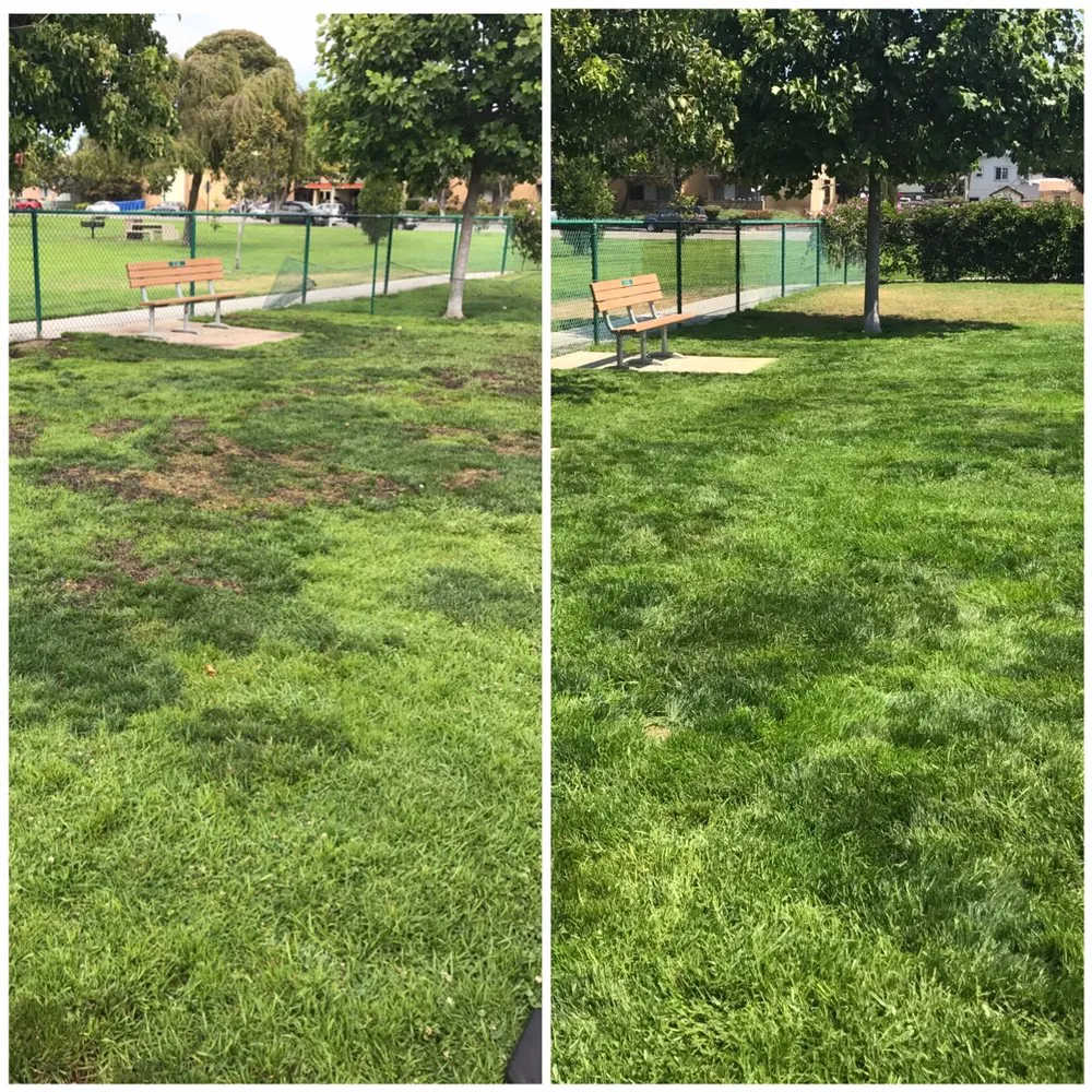 Reliable lawn care service experts serving Grover Beach, CA - Mowing Ape Yard Care