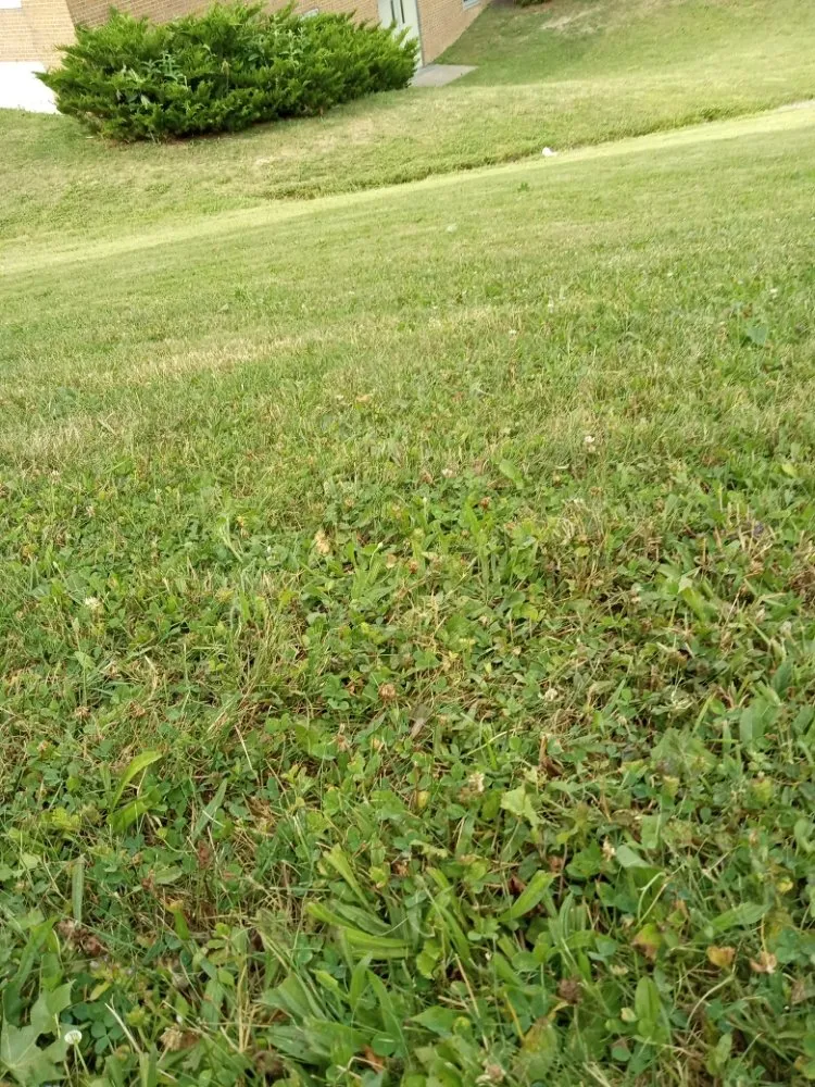 Professional yard cleanup service for residential properties in Syracuse, NY by Mowing Can Carr