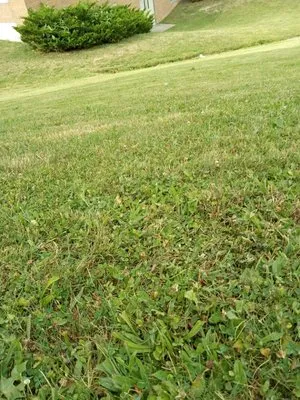 Mowing Can Carr Logo