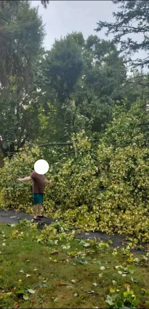 Professional landscaping services in Granger, IN by Mowing Solutions