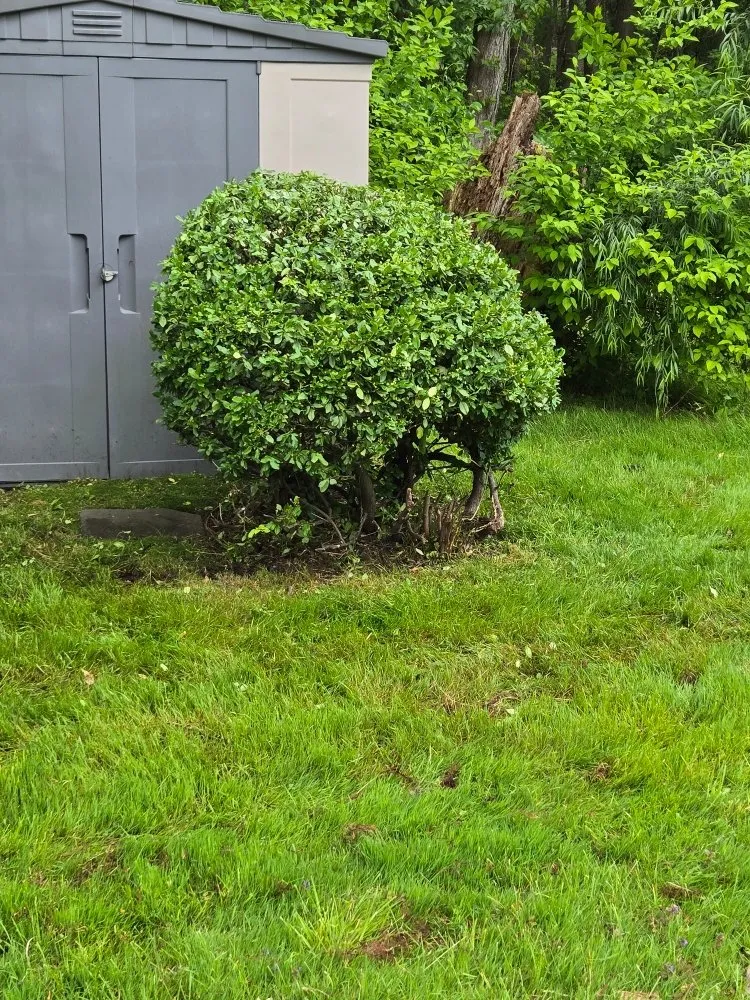 Reliable yard cleanup service in Agawam, MA - Mowit Lawn Care