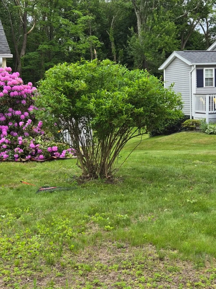 Professional yard cleanup service for outdoor upgrades in Agawam, MA by Mowit Lawn Care