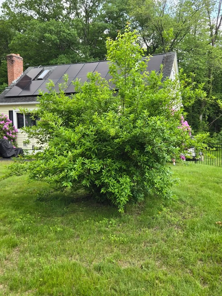 Professional lawn mowing service near you in Agawam, MA by Mowit Lawn Care