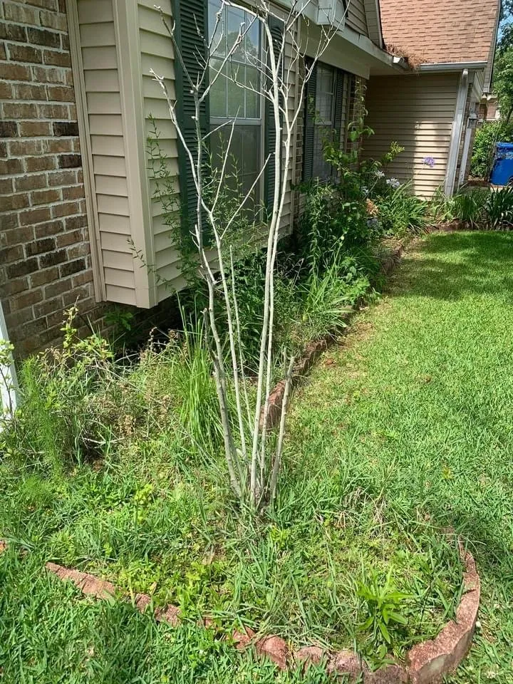 Affordable yard maintenance in Slidell, LA by Mowjeaux Lawn & Garden