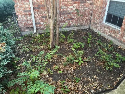 Trusted lawn mowing service experts serving Fort Worth, TX - MowJo Lawn Care