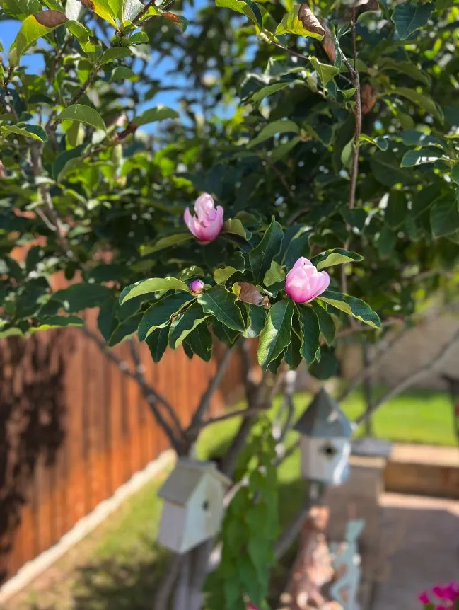 Custom landscape installation in Fort Worth, TX - MowJo Lawn Care