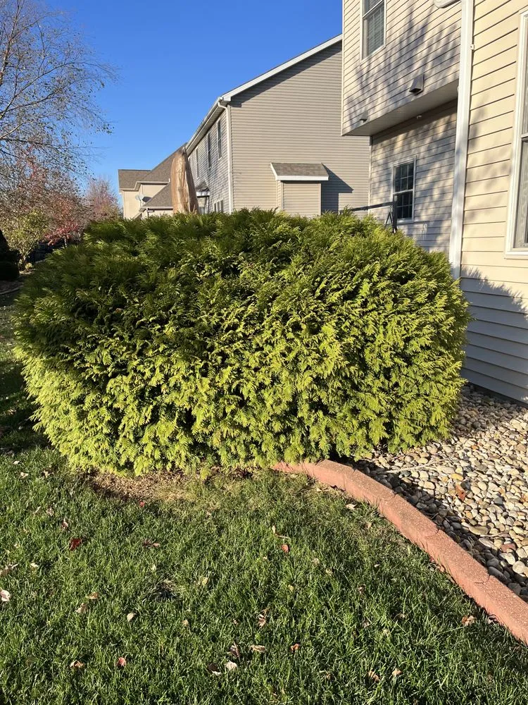 Professional yard cleanup service near you across Normal, IL - Mowments Notice