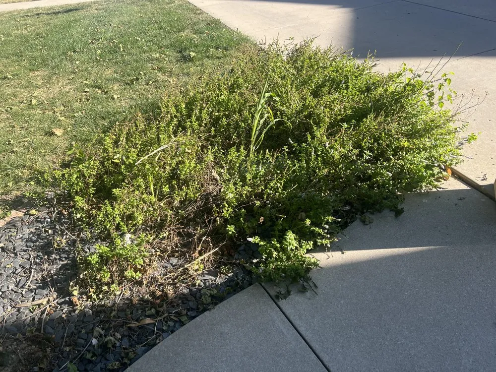 Reliable yard maintenance for homes across Normal, IL - Mowments Notice