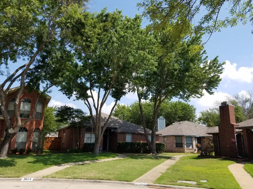 Top-rated yard cleanup service for outdoor upgrades in Dallas, TX by MowPros