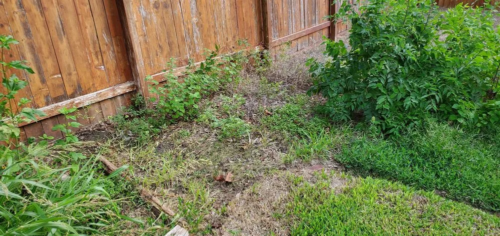 Local outdoor landscaping in Dallas, TX by MowPros