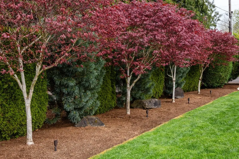 Local lawn mowing service for beautiful yards in Hillsboro, OR by MowPros Landscape Maintenance