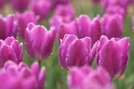 Trusted lawn mowing service in Noblesville, IN by Mowtime Lawn & Landscaping