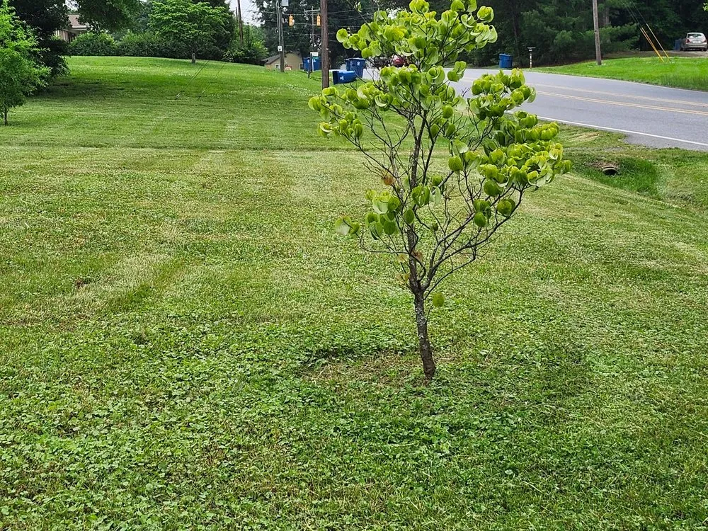 Reliable landscaping services for outdoor upgrades across Conover, NC - Mowtivated Landscape