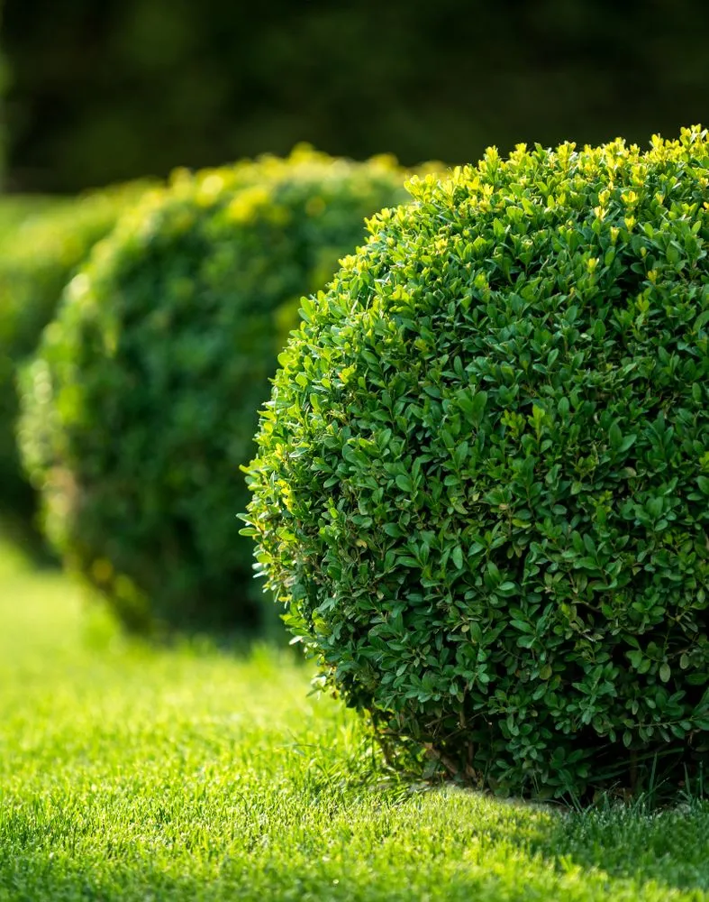 Local landscaping services for year-round maintenance in Spokane, WA by Mowtivated Lawn Care Services