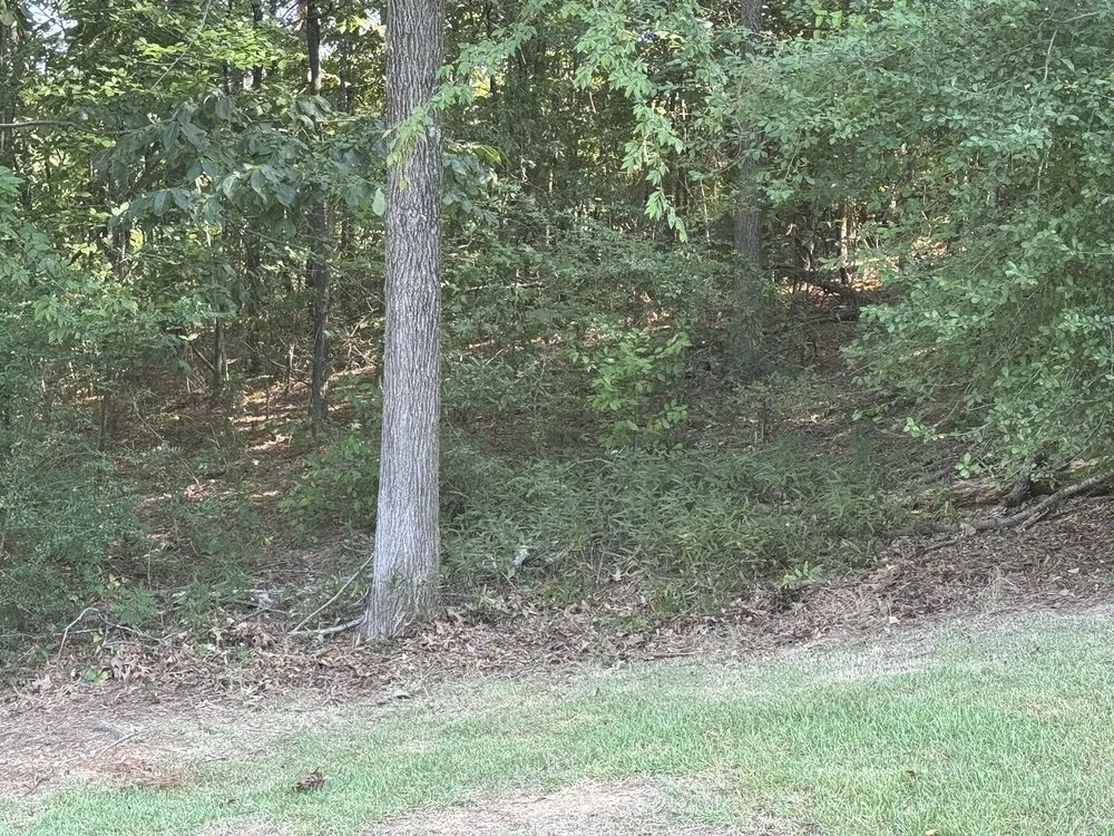 Local yard cleanup service in Texarkana, AR - Moya's Mowin And Haulin