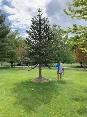 Moyers Lawn Service & Landscaping Logo