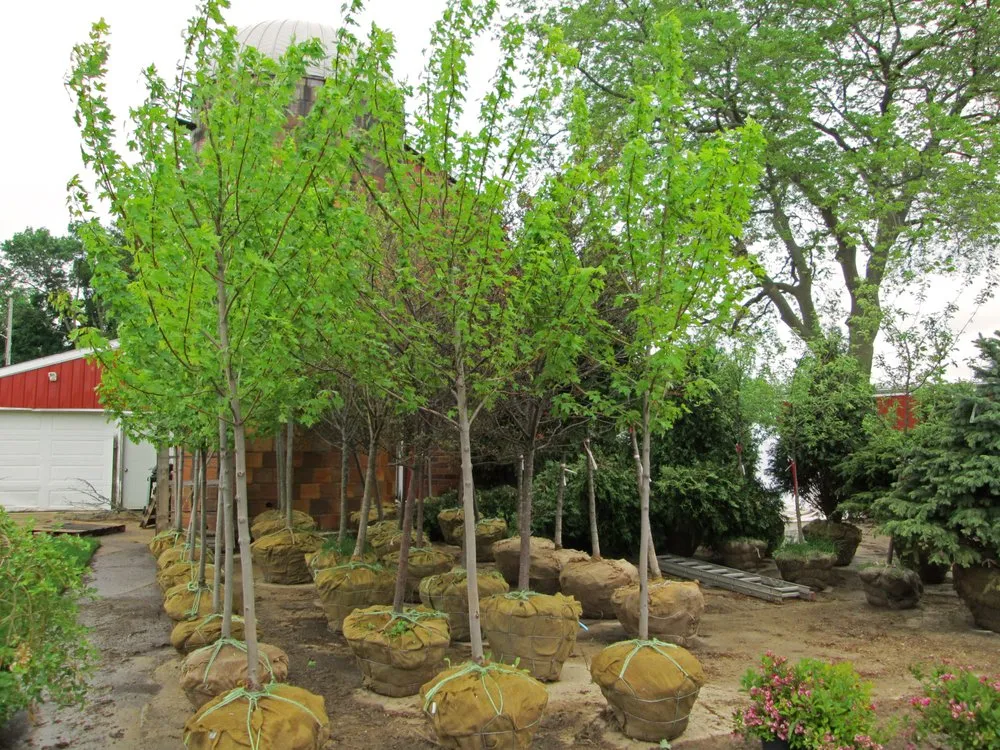 Reliable landscape design with custom design in Stoughton, WI by Moyer's