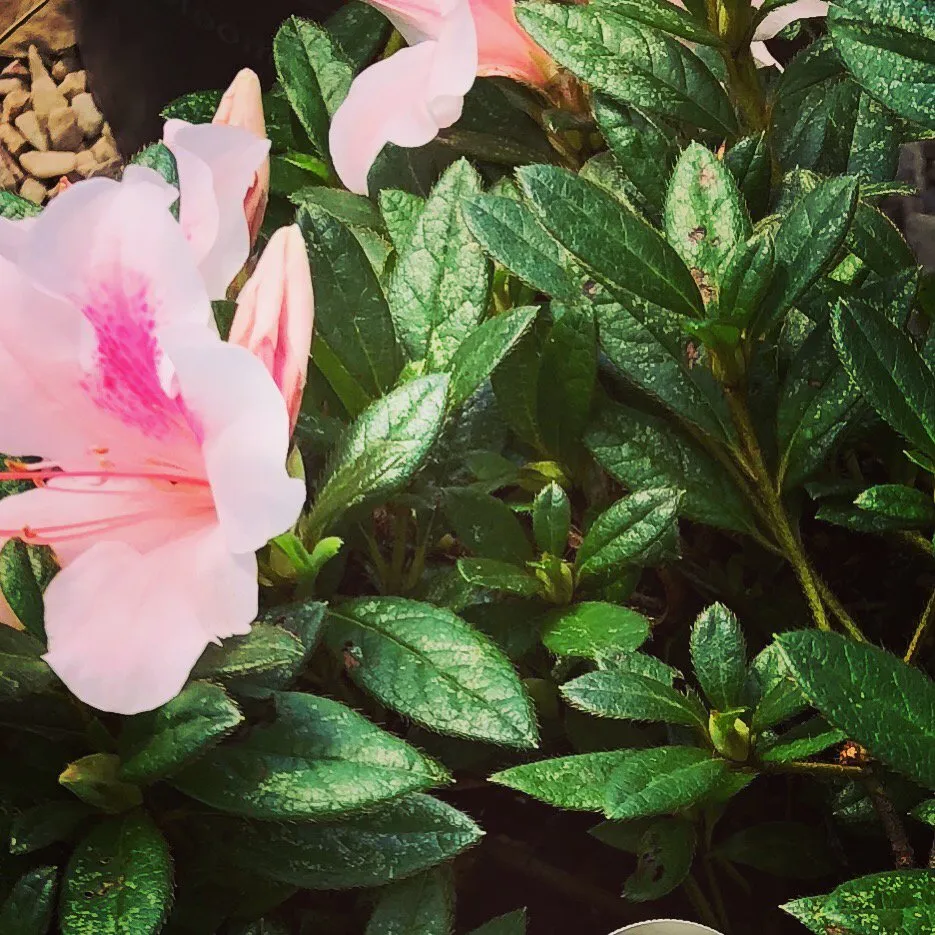 Local yard maintenance in Moyock, NC by Moyock Landscaping