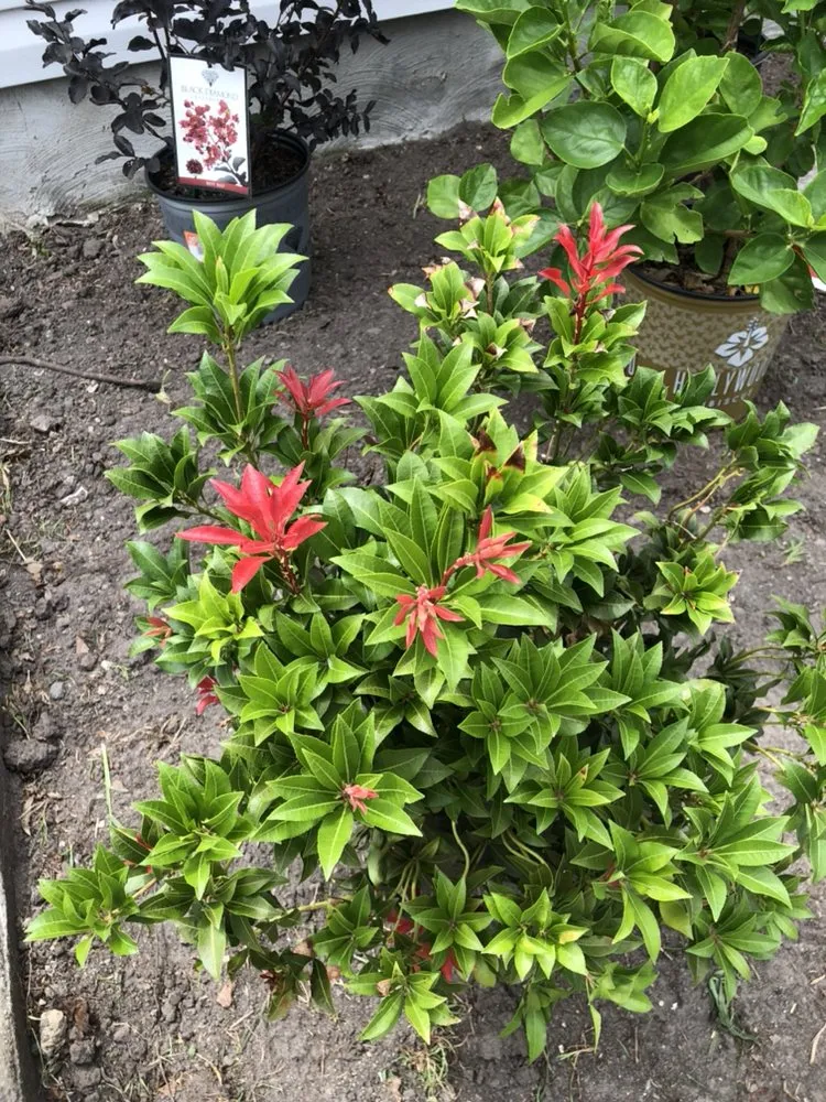 Professional landscape installation experts serving Moyock, NC - Moyock Landscaping