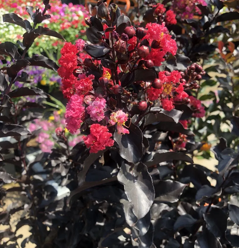 Trusted garden landscaping with custom design in Moyock, NC by Moyock Landscaping