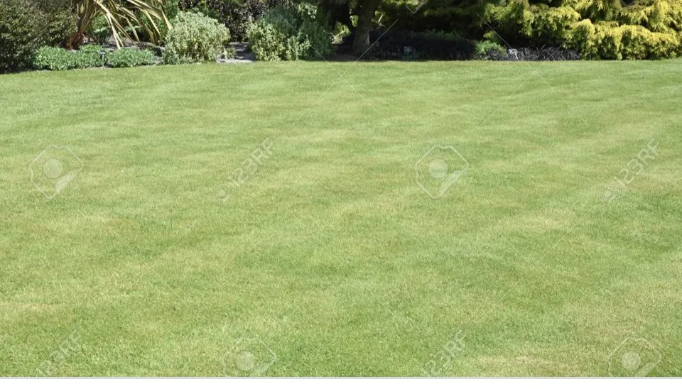 Expert yard cleanup service in Hampton, VA - Mozelle Lawn Care