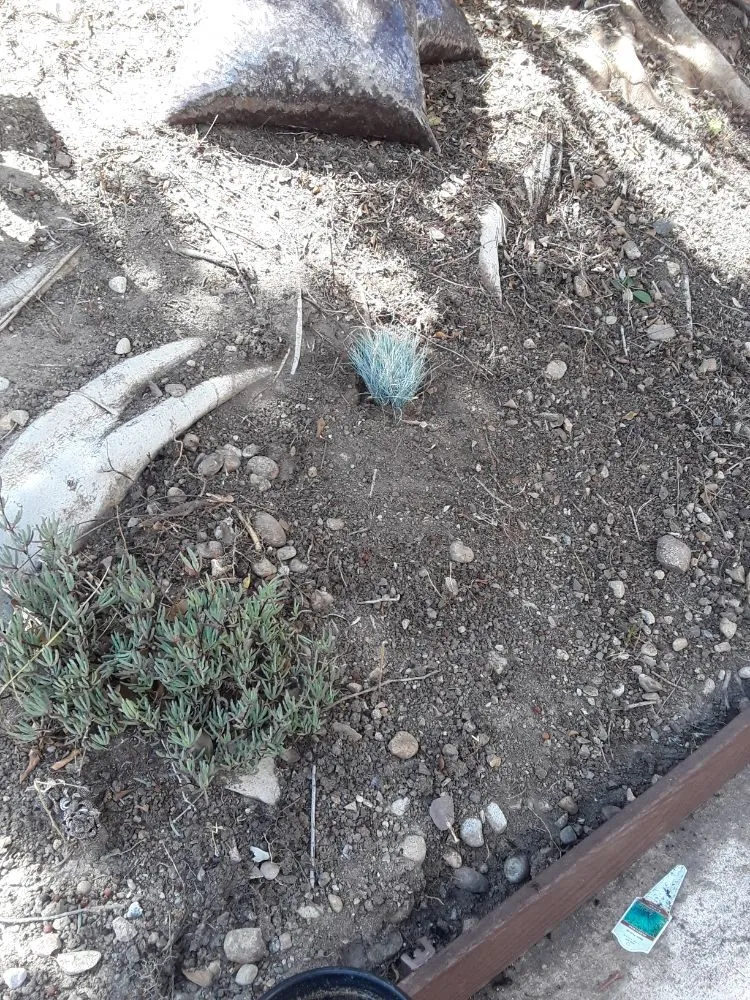 Reliable outdoor landscaping for residential properties in Poway, CA by MP Grounds