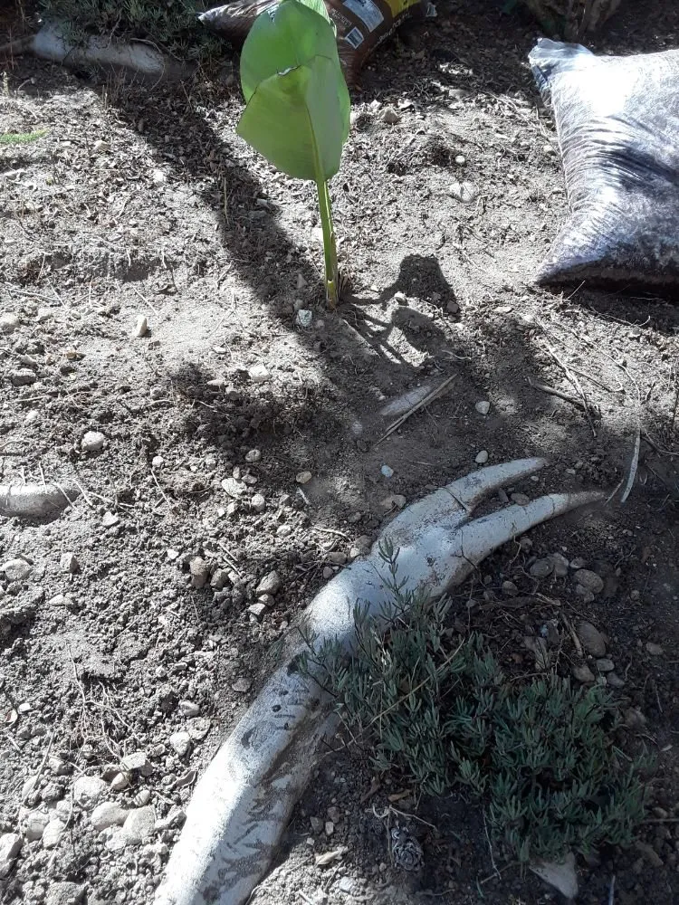 Custom lawn mowing service in Poway, CA by MP Grounds