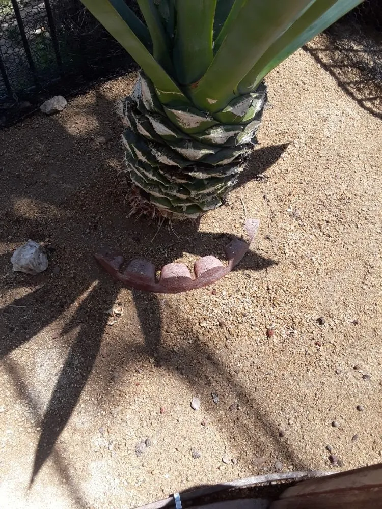 Local lawn mowing service near you in Poway, CA by MP Grounds