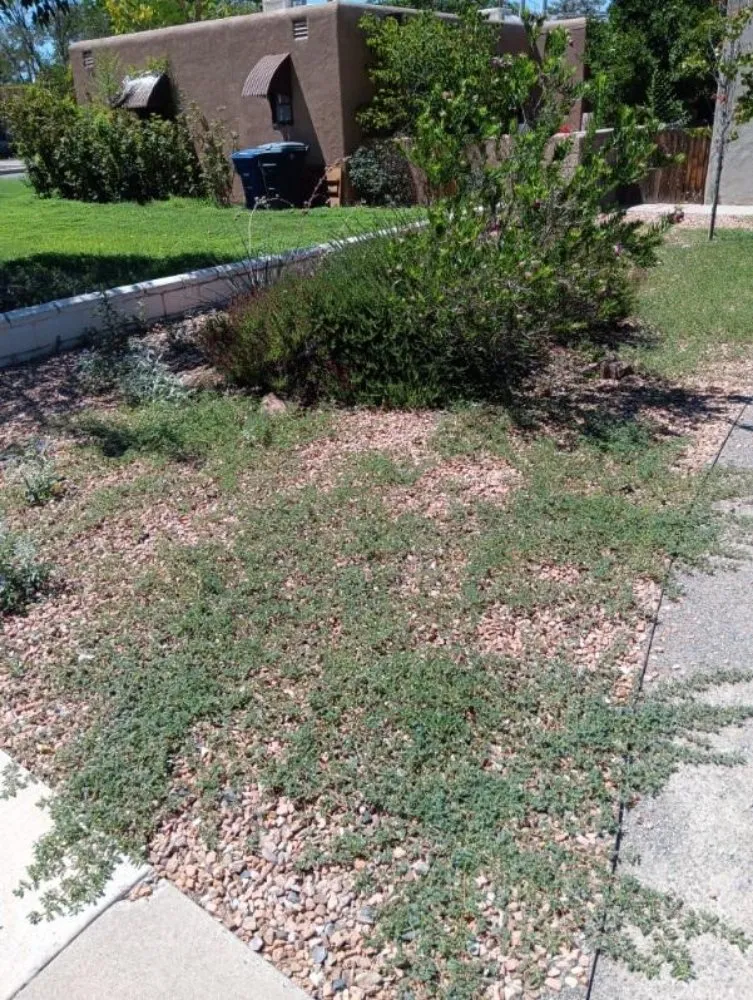 Reliable landscape installation for year-round maintenance across Los Lunas, NM - Mr & Mrs Burdine's Helping Hands