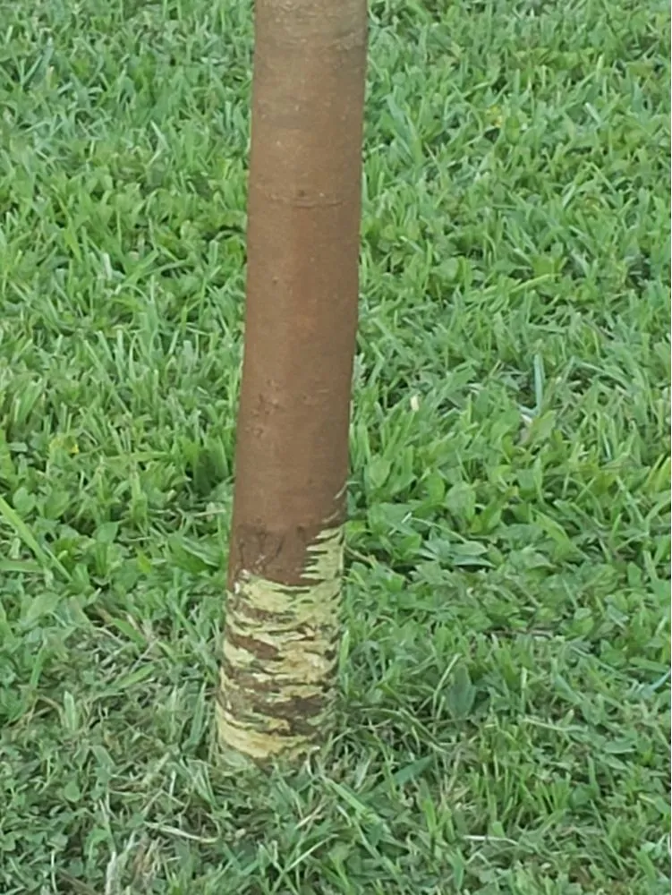 Custom lawn mowing service experts serving Saint Petersburg, FL - Mr & Mrs Mow It All