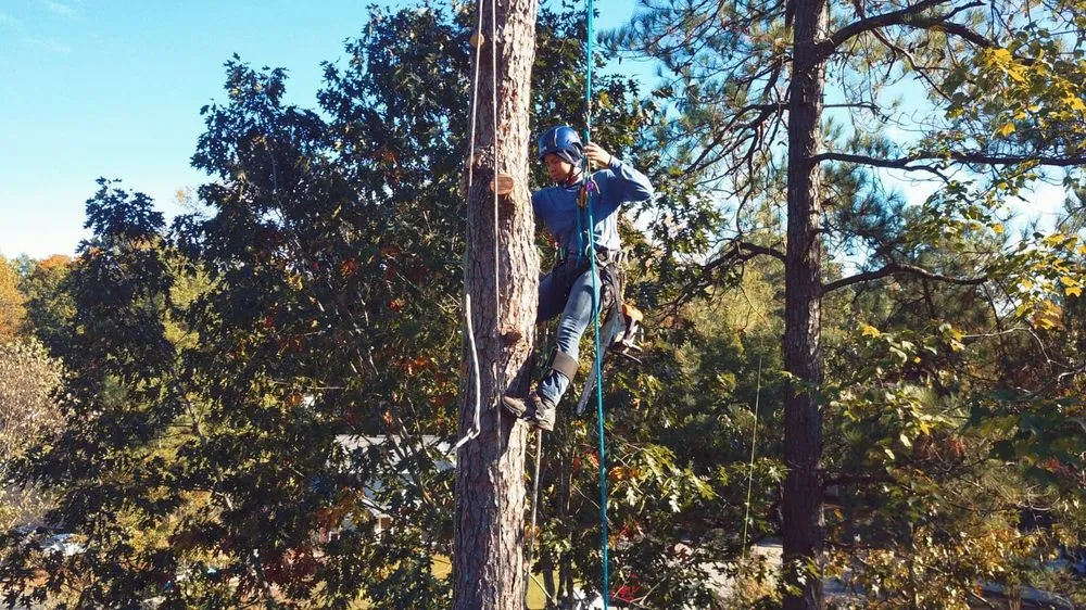 Professional lawn mowing service in Raleigh, NC - Mr. Beaver Tree Service