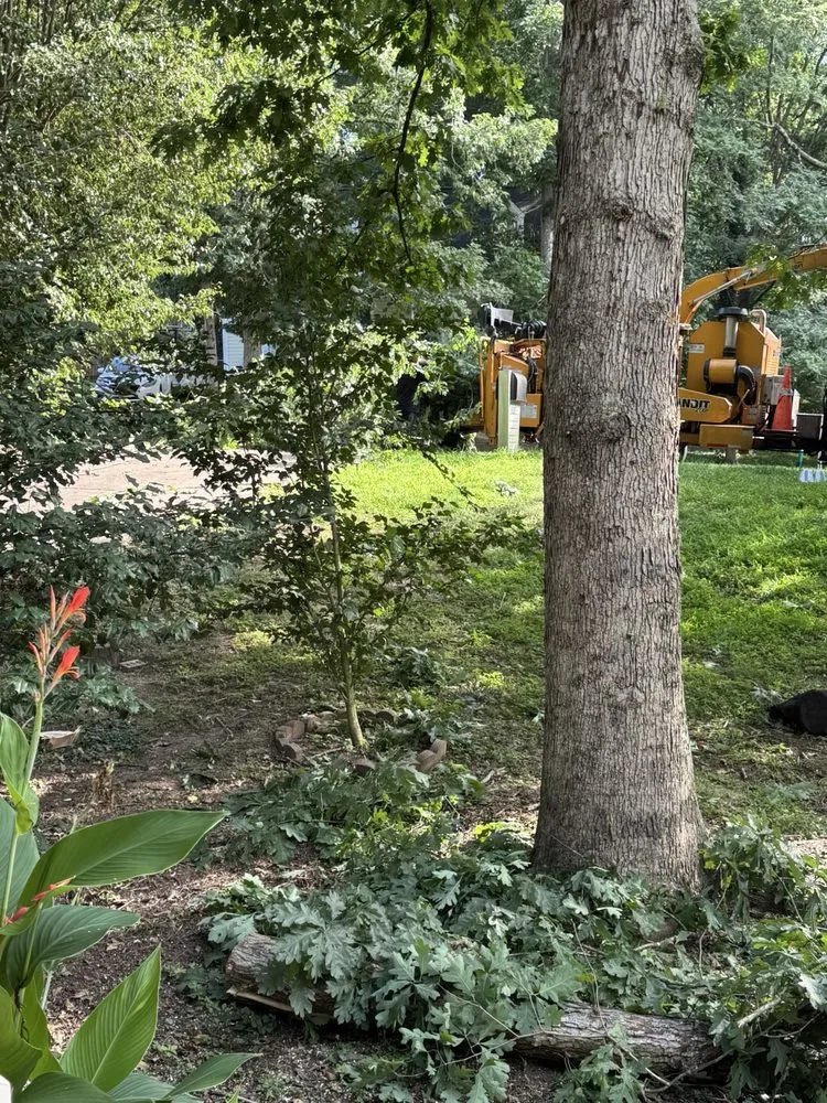 Professional landscaping services near you across Raleigh, NC - Mr. Beaver Tree Service