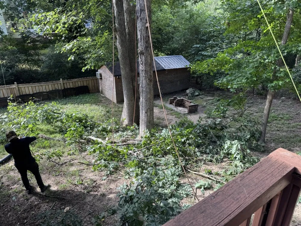 Professional landscape installation in Raleigh, NC by Mr. Beaver Tree Service