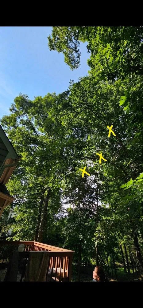 Reliable outdoor landscaping in Raleigh, NC by Mr. Beaver Tree Service