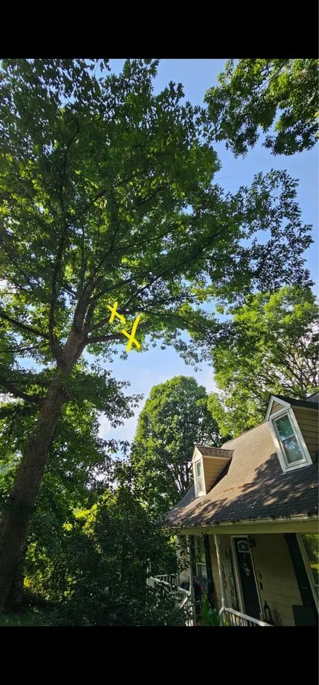 Expert landscape design for outdoor upgrades in Raleigh, NC by Mr. Beaver Tree Service