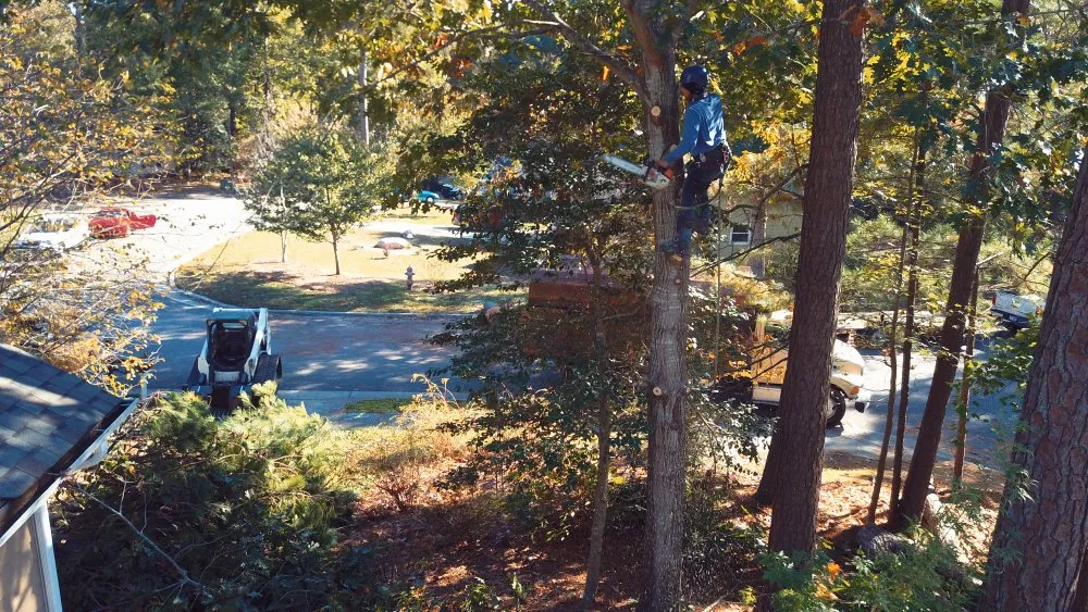 Local landscaping services in Raleigh, NC by Mr. Beaver Tree Service