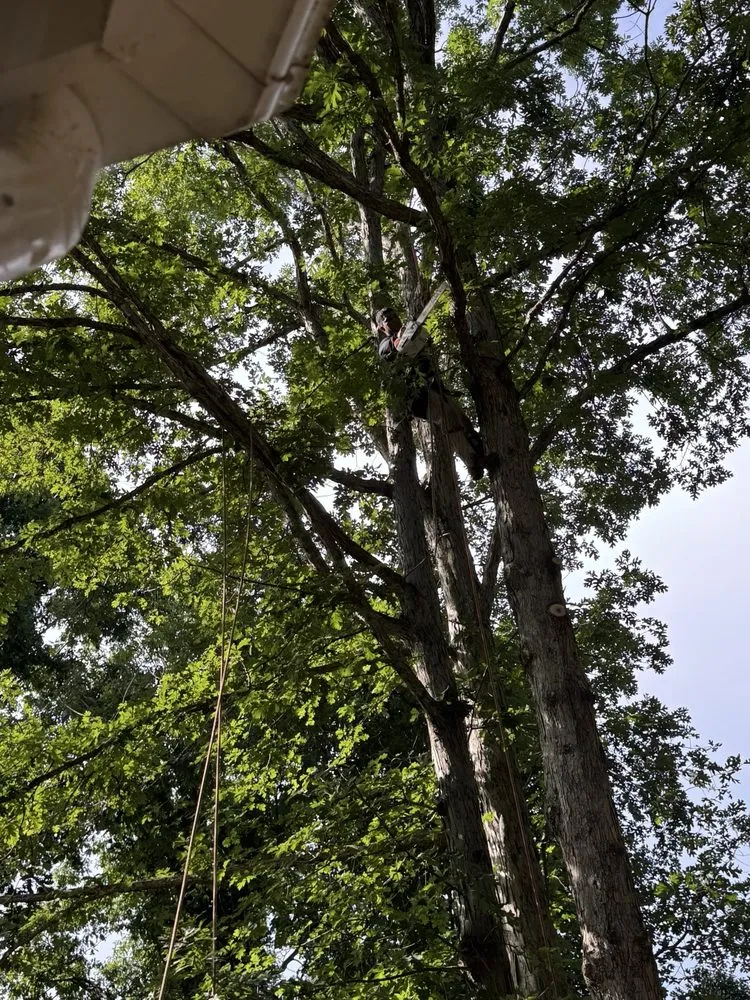 Trusted landscape installation in Raleigh, NC - Mr. Beaver Tree Service